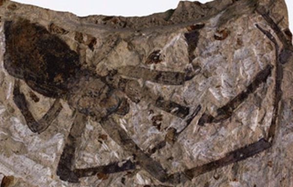 Хотя головогрудь и брюшко доисторического паука не так уж велики, нынешнее существо, найденное в Китае, – самое большое паукообразное за всю историю палеонтологии (фото Paul Selden).