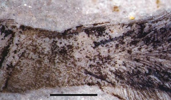 Увеличенное изображение ископаемых останков волосков на одной из ног N. jurassica. Масштабная линейка — один миллиметр (фото Paul Selden).