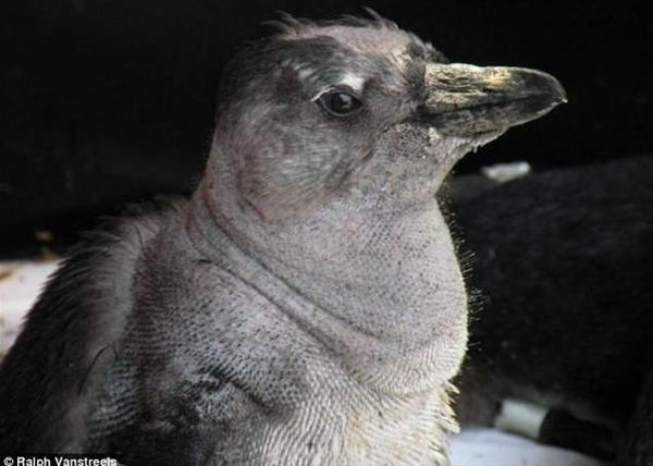 Ученые обеспокоены потерей перьев пингвинами