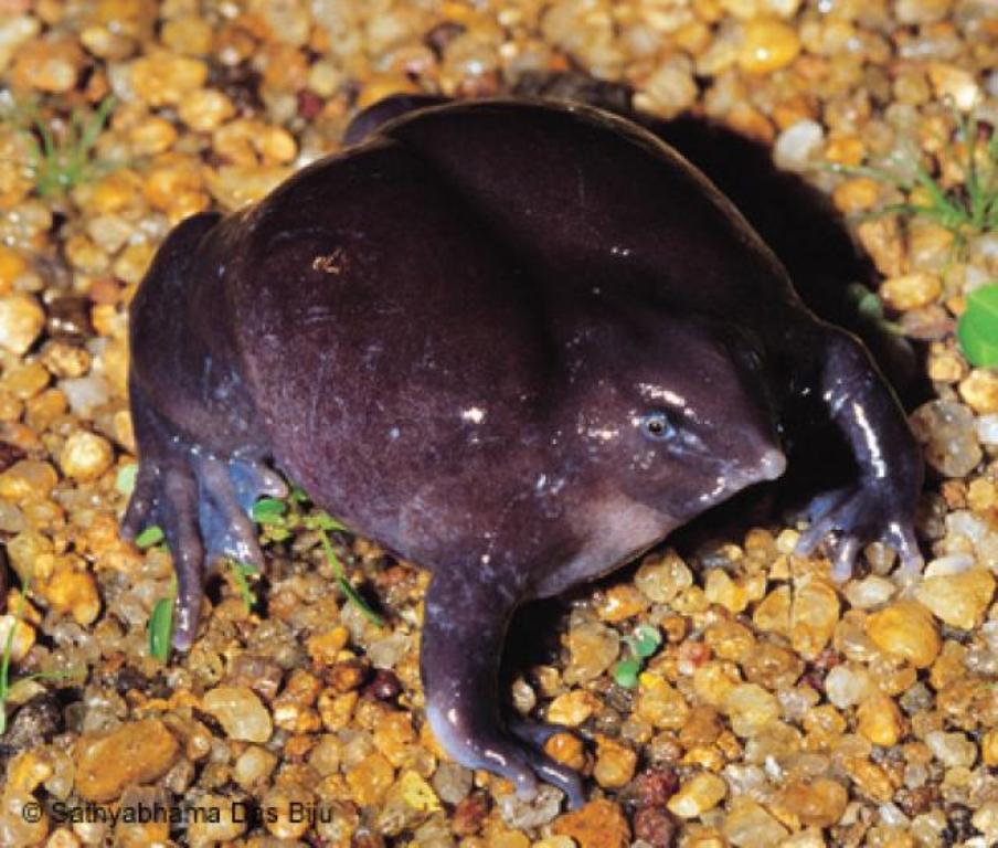 Пурпурная лягушка (Nasikabatrachus sahyadrensis)