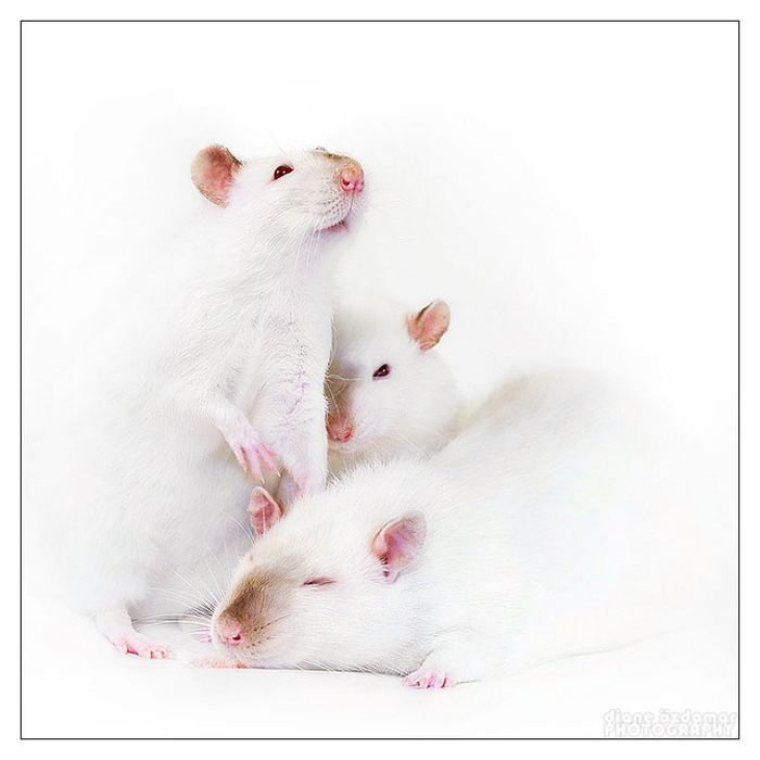 Крыски от Дианы Оздамар (Diane Ozdamar)