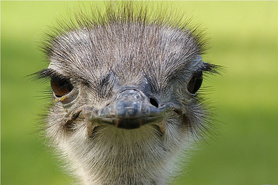 Африканский страус (лат. Struthio camelus)