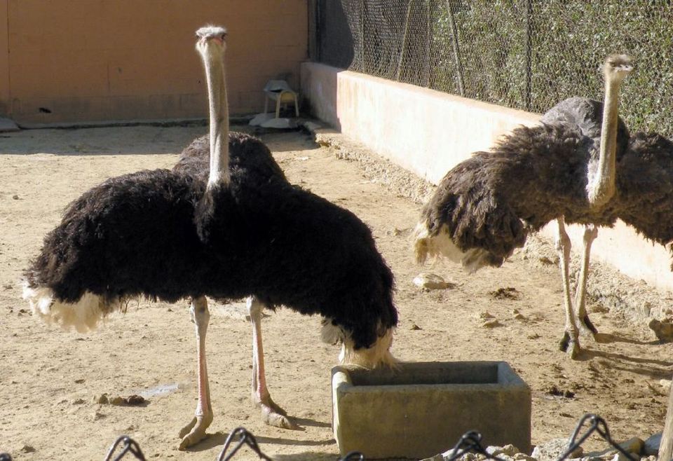 Африканский страус (лат. Struthio camelus)