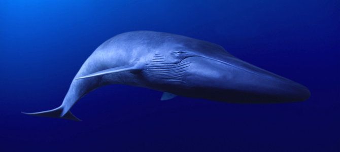 Синий кит, или голубой кит, или блювал, или большой полосатик (лат. Balaenoptera musculus) 