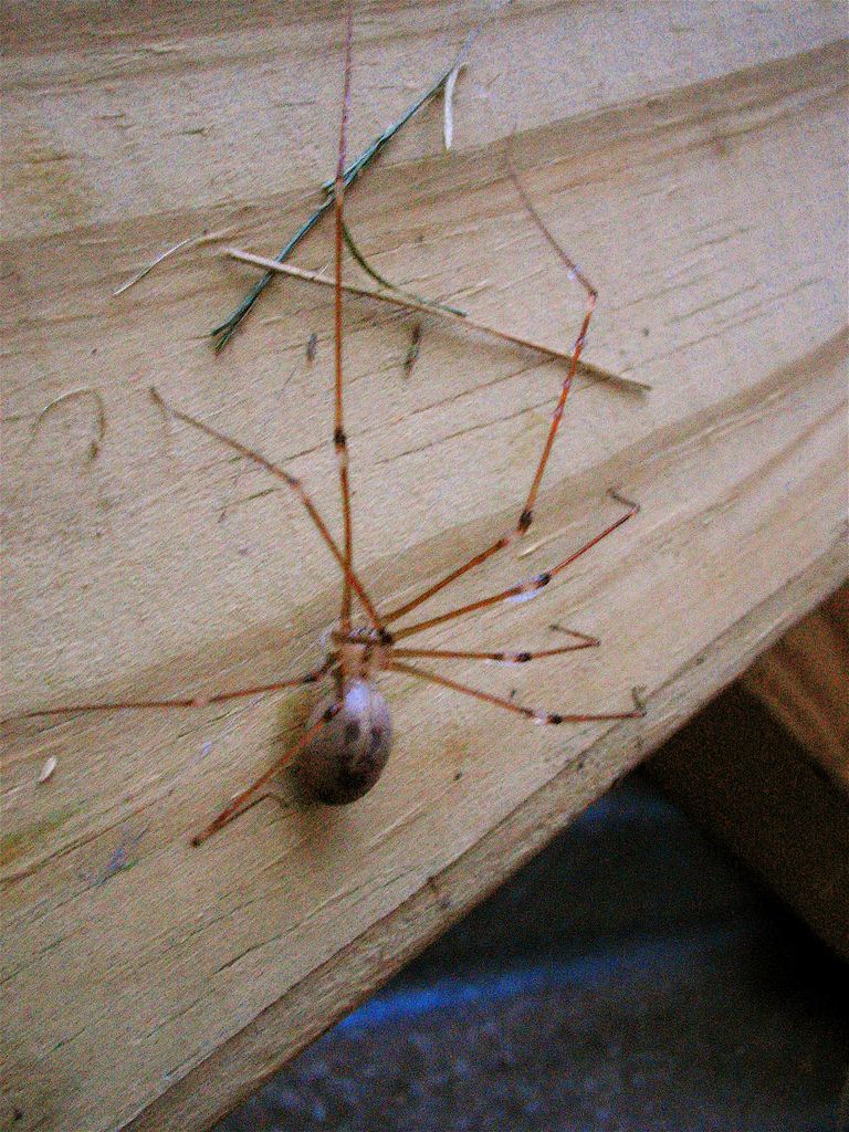 Паук коричневый затворник (Loxosceles reclusa)