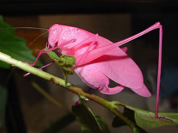 Розовый кузнечик, или природный гламур