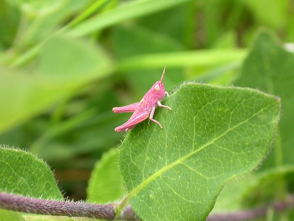 Розовый кузнечик, или природный гламур