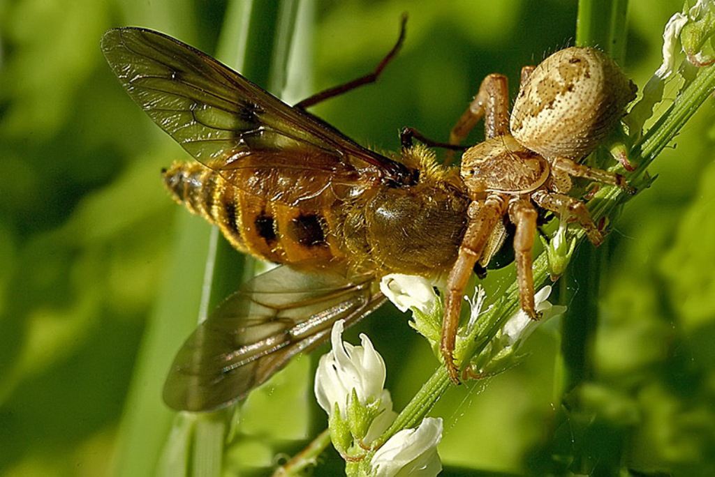 Красивые макроснимки насекомых