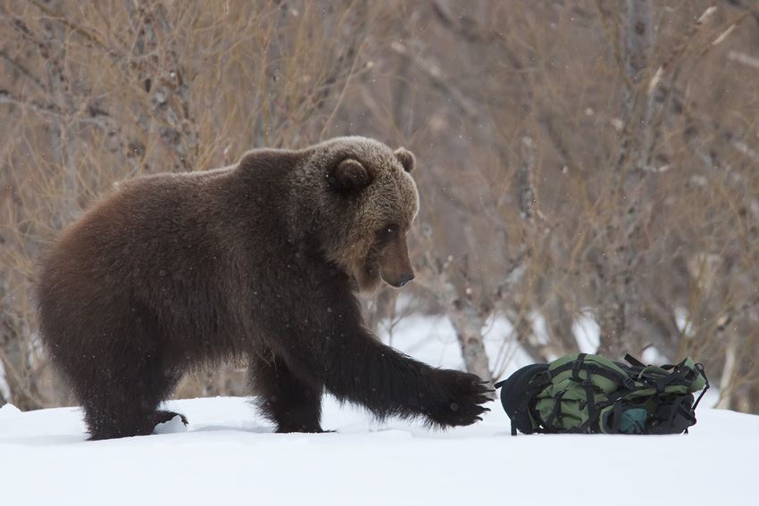 Медведь и рюкзак