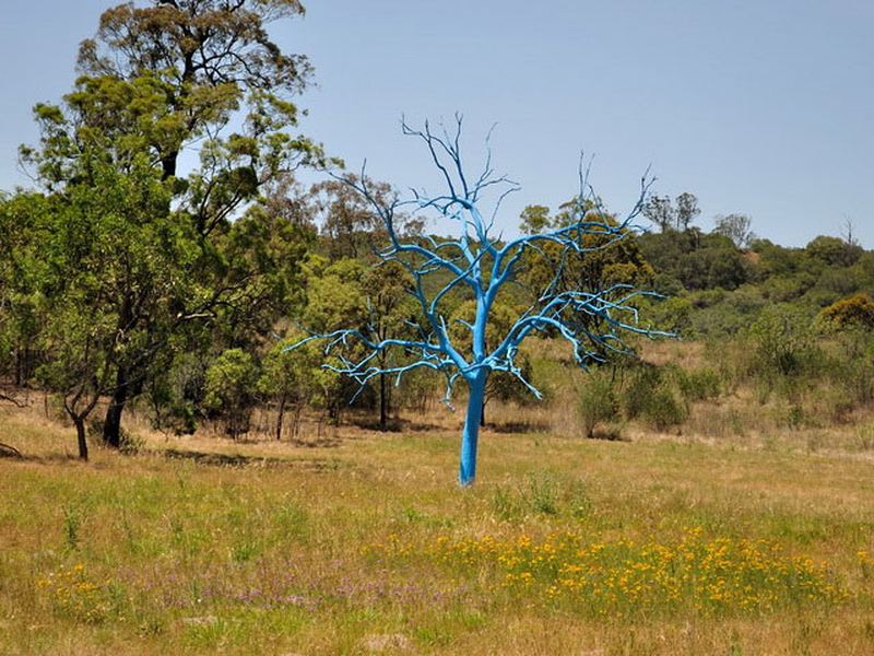 голубое дерево