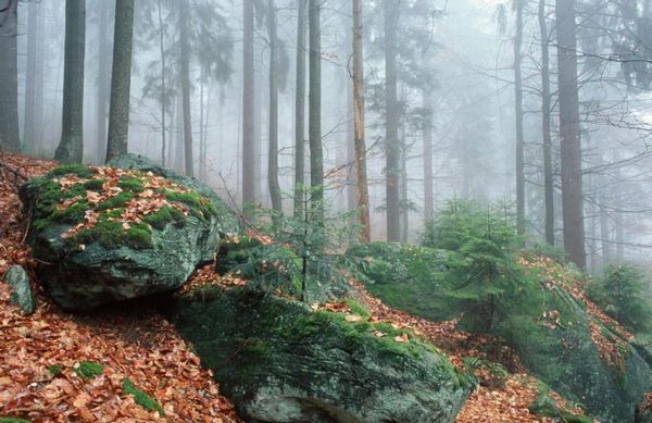 Национальный парк «Баварский лес». С пауками здесь всё в порядке. (Фото Karol Kalisky.)
