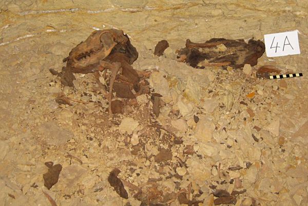 В Египте найден лабиринт с телами собак