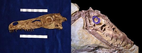 Слева: Velociraptor mongoliensis, ночной хищник. Справа: птерозавр Scaphognathus crassirostris, дневной летун, с обозначенным склеральным кольцом. (Фото авторов исследования.)