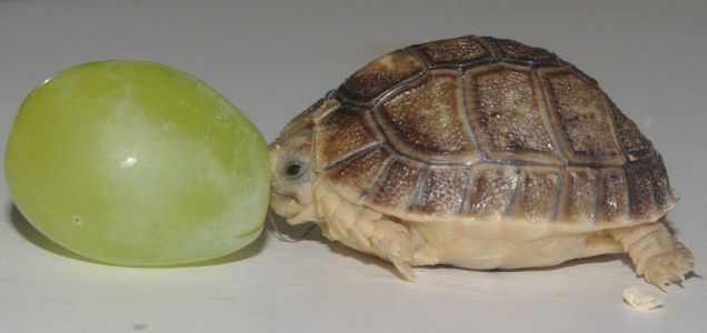 Месяц назад в английском зоопарке Whipsnade Zoo появился на свет самец Египетской черепахи весом всего шесть граммов и размерами чуть больше виноградины. Его назвали Крошечным Тимом. В течение следующих 10 лет вес черепахи должен достигнуть 500 граммов, а длина – 10 см.