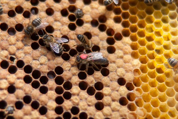 Пчеломатка (с красным пятном) и рабочие улья 