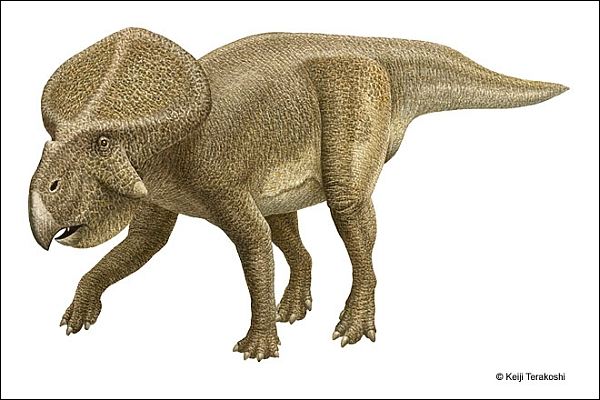 Protoceratops andrewsi бодрствовал и днём и ночью. (Иллюстрация Мельбурнского музея естественной истории.)