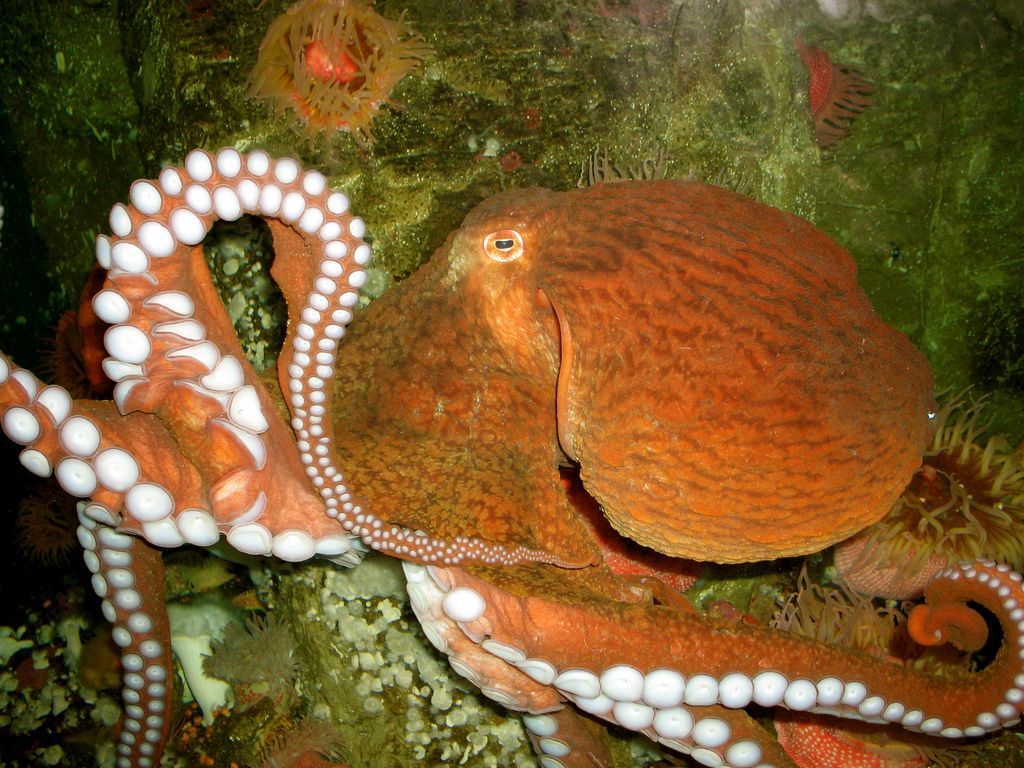 гигантский осьминог (Octopus dofleini)