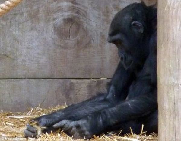 Утенок в гостях у гориллы