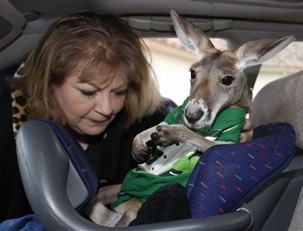Жительницу Оклахомы решили лишить парализованного кенгуру