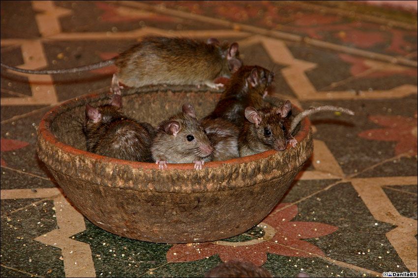 Храм крыс в Деншоке, Индия