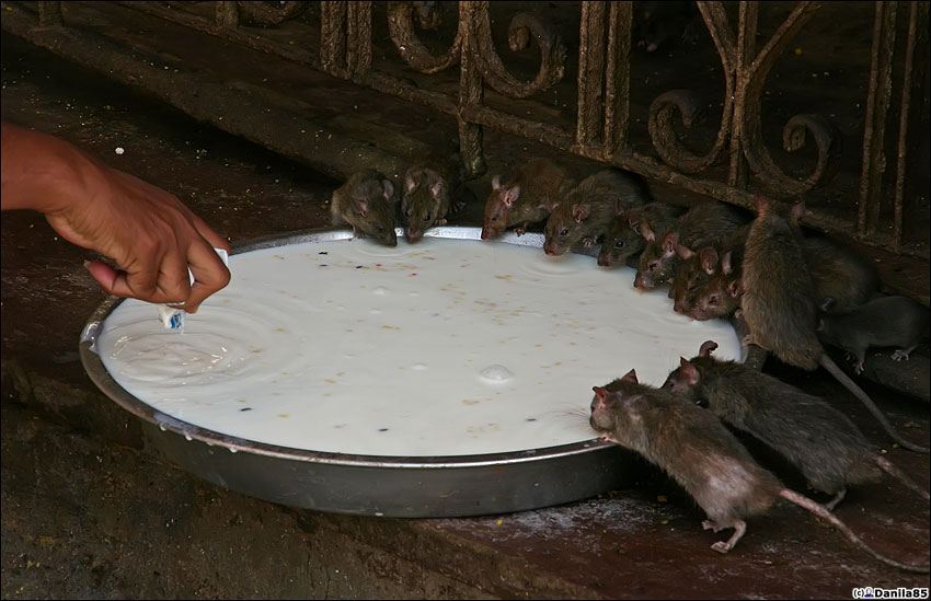 Храм крыс в Деншоке, Индия