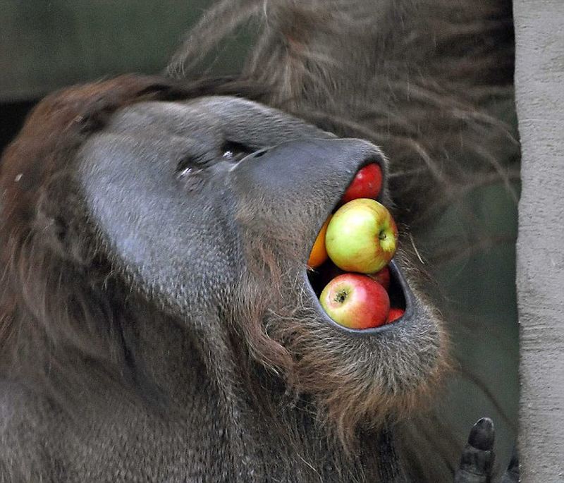 Орангутан-фокусник