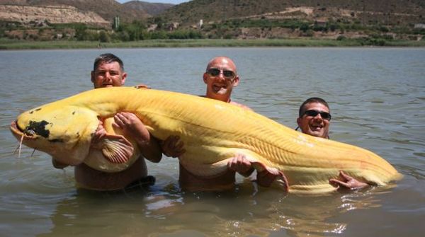 В Испании поймали самого большого сома-альбиноса