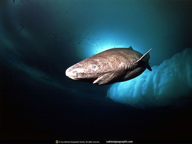 Гренландская полярная акула, или атлантическая полярная акула (лат. Somniosus microcephalus) 