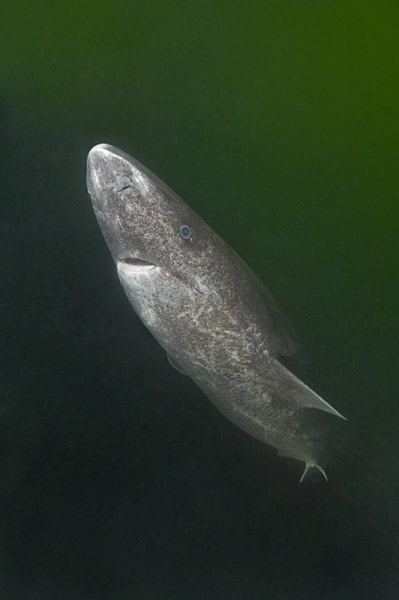Гренландская полярная акула, или атлантическая полярная акула (лат. Somniosus microcephalus) 