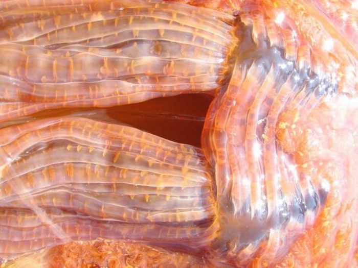 Гигантская медуза Номура у берегов США