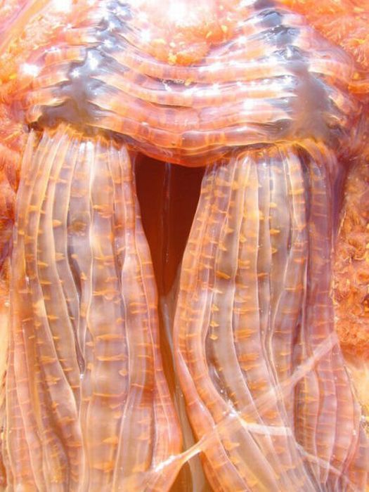 Гигантская медуза Номура у берегов США