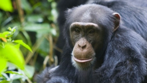 Шимпанзе оказались успешнее горилл