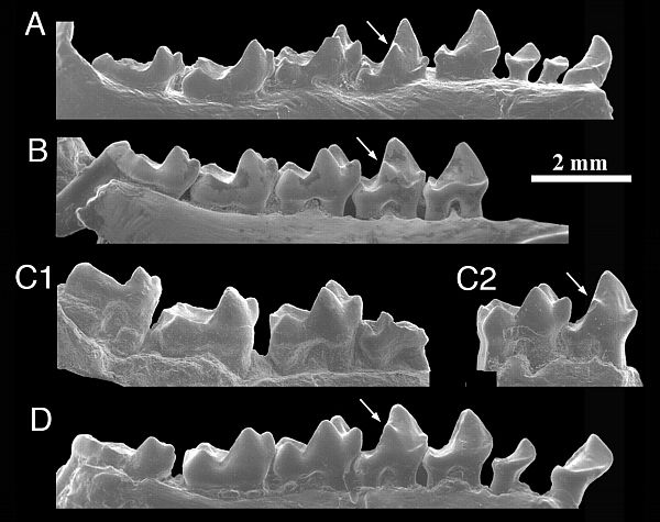 Нижние зубы приматов раннего эоцена: T. asiatica (A), T. belgica (B), T. brandti (C) и T. americana (D) (изображение 