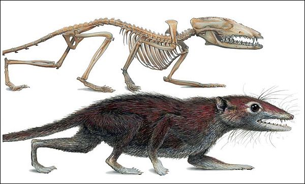 Восстановленный скелет и внешний вид млекопитающего юрского периода Juramaia (изображение Mark A. Klingler / Carnegie Museum of Natural History).