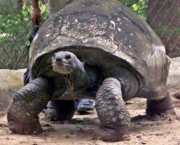 178-летняя черепаха по кличке Джонатан - самая старая в мире