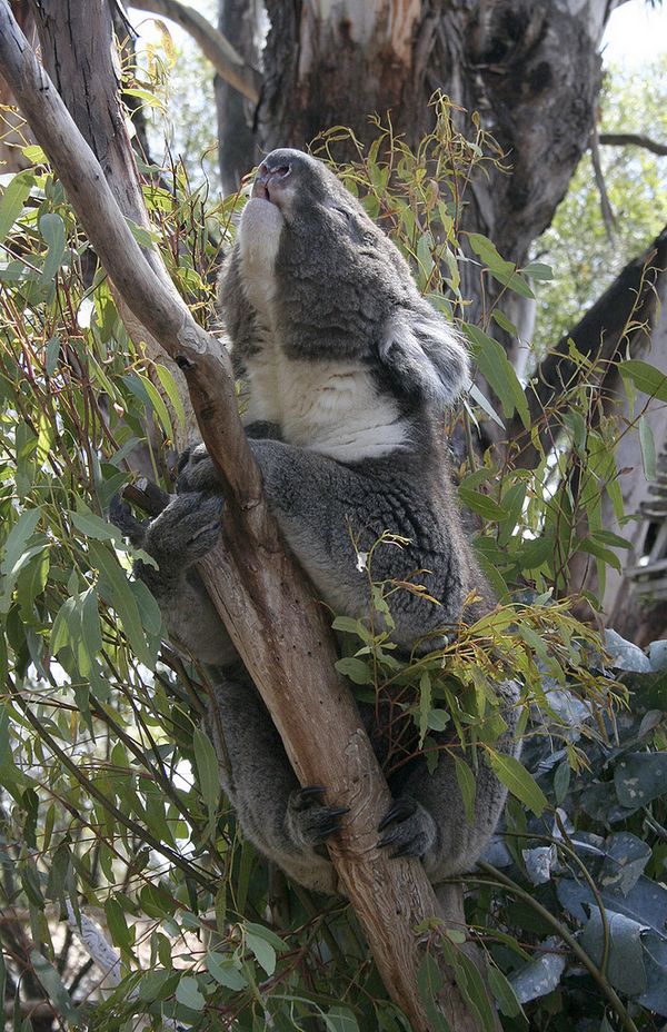Самец коалы, исполняющий брачную песню 
