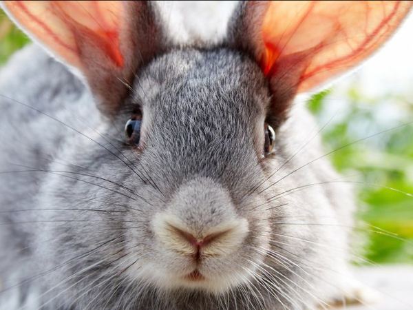 Как отличить кролика от зайца
