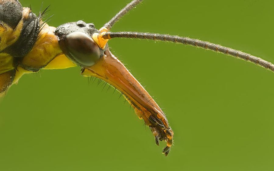 Скорпионница обыкновенная (лат. Panorpa communis)