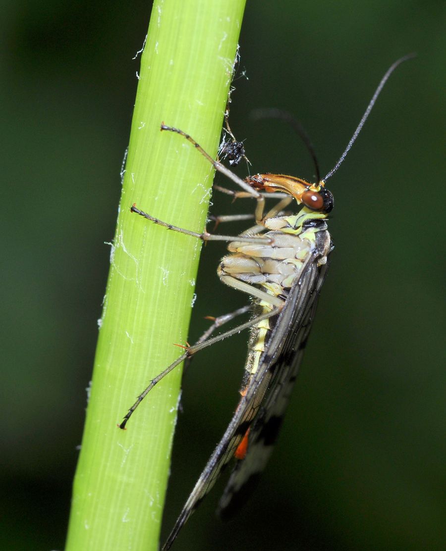 Скорпионница обыкновенная (лат. Panorpa communis)