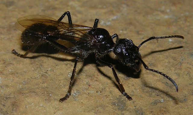 Paraponera clavata, или муравей-пуля