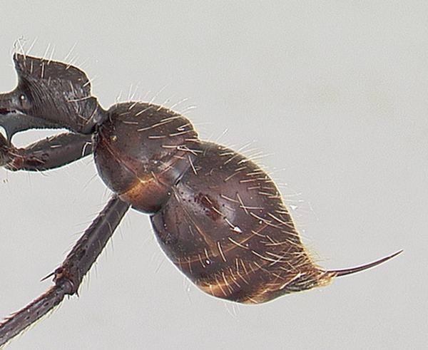 Paraponera clavata, или муравей-пуля