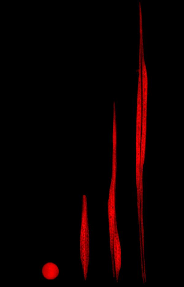 Рост гигантской митохондрии в сперматозоиде дрозофилы (фото авторов работы).