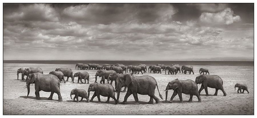 Исчезающая фауна Восточной Африки от Ника Брандта (Nick Brandt) 