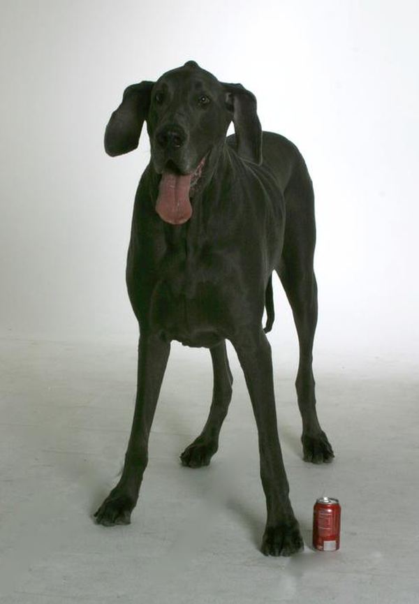 Голубой дог по кличке Джордж (George) - самая большая собака в мире