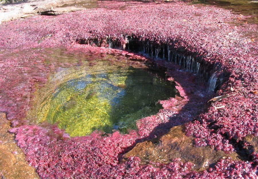 Каньо Кристалес (Caño Cristales – Кристальная река), или река пяти цветов
