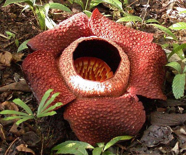 Раффлезия (Rafflesia)