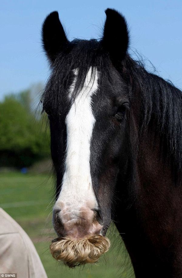 Жеребец Алфи - самый усатый конь Великобритании