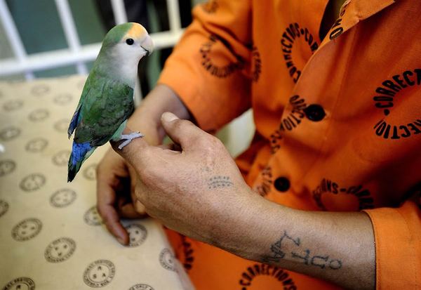 Преступников перевоспитывают с помощью попугаев