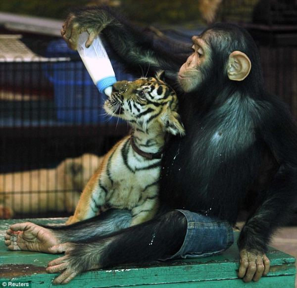 Шимпанзе проявила материнскую заботу о тигренке