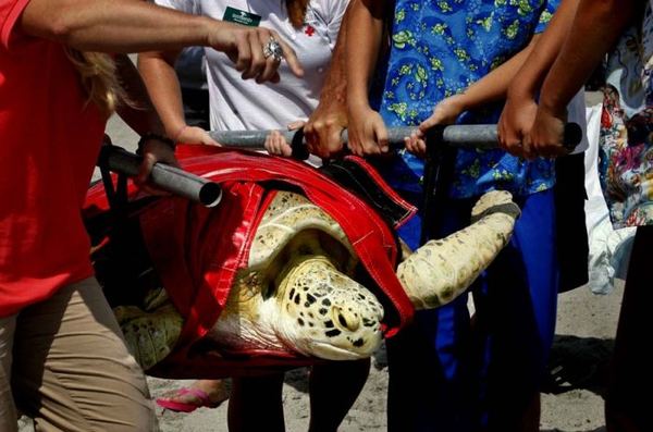 Попавшую под винт катера большую морскую черепаху спасли ветеринары